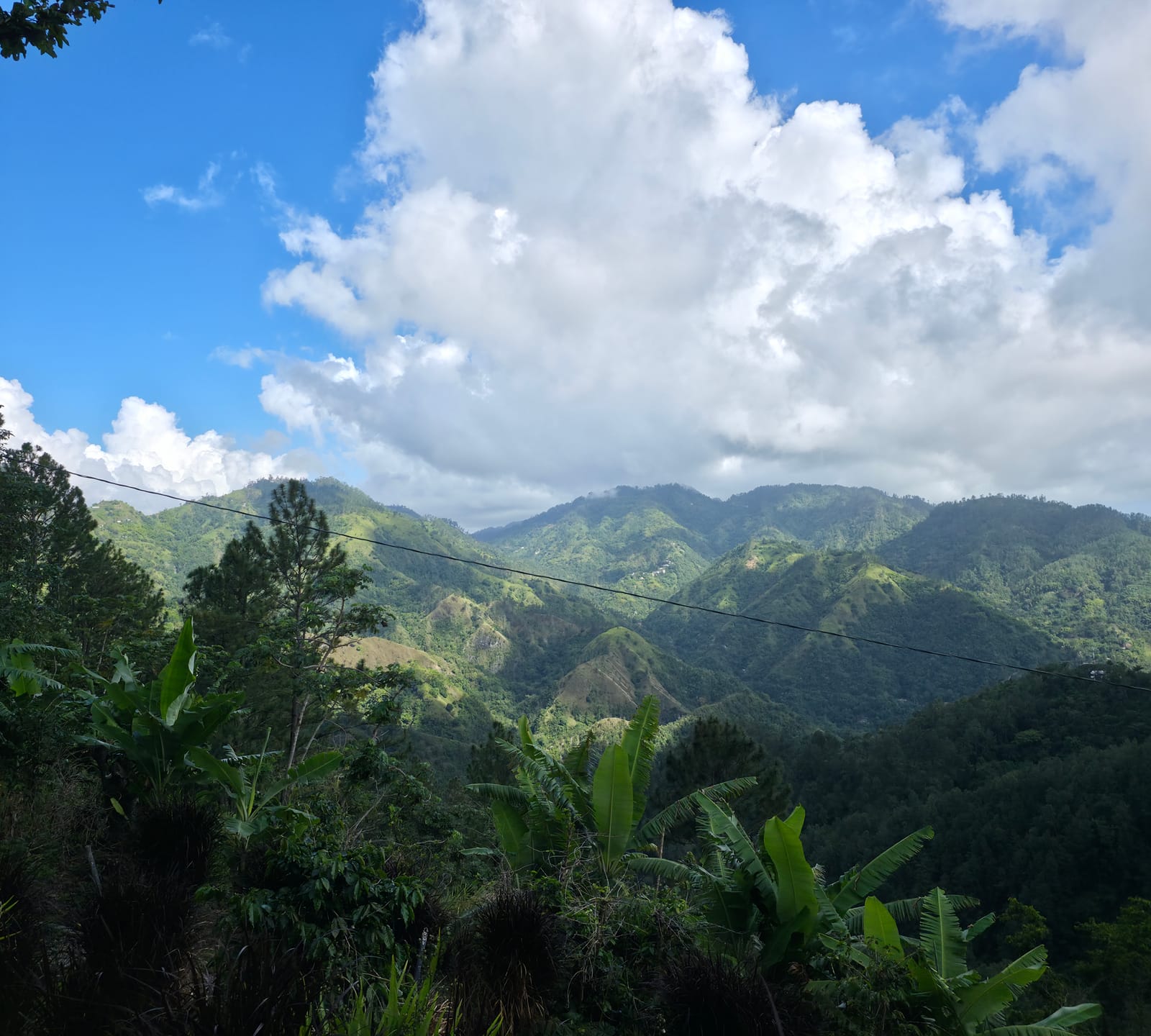 The Blue Mountains of Jamaica, where Jamaican Blue Mountain coffee grows