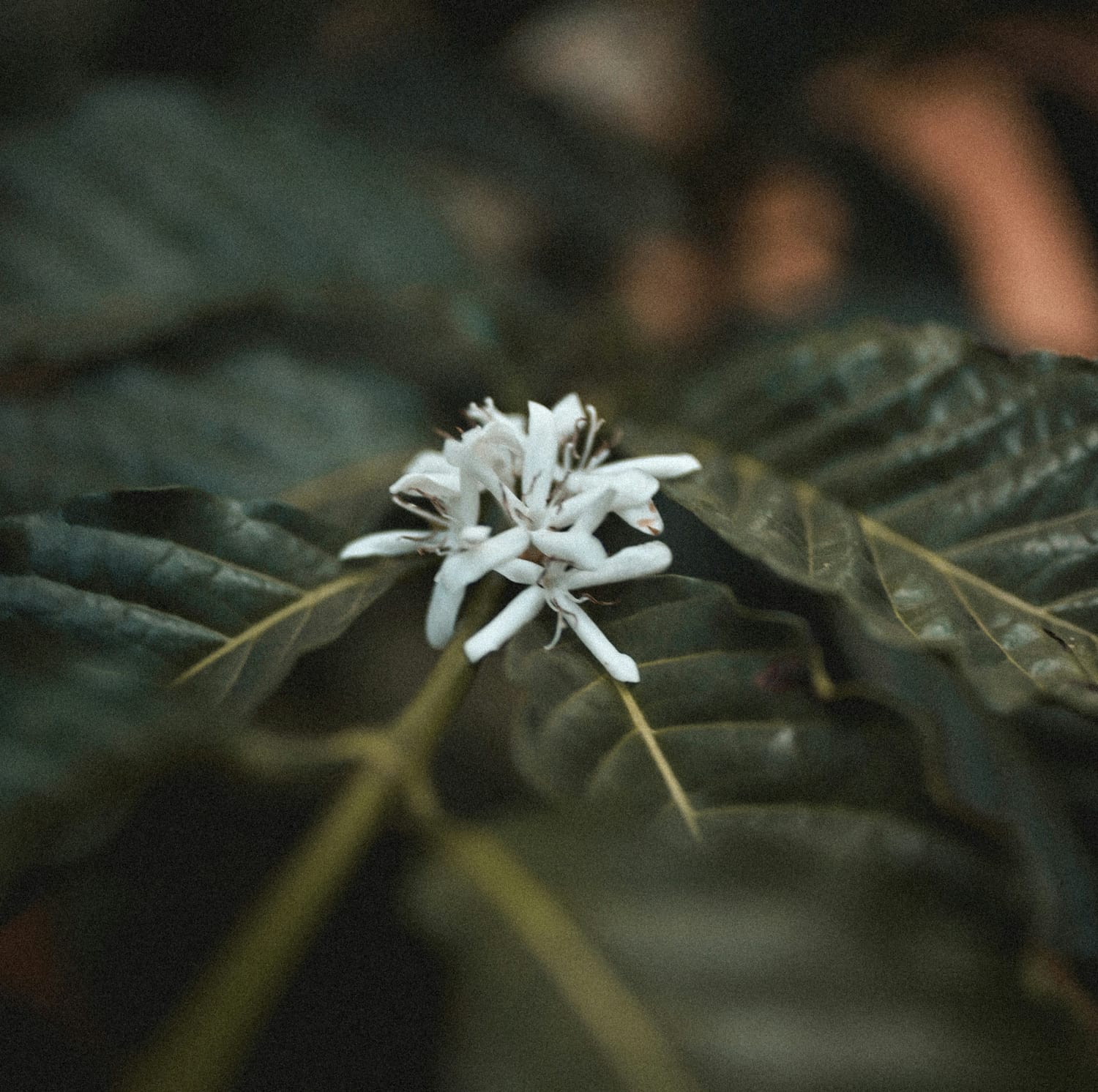 A white coffee blossom — the flower of the Rubiaceae family — on a coffee plant