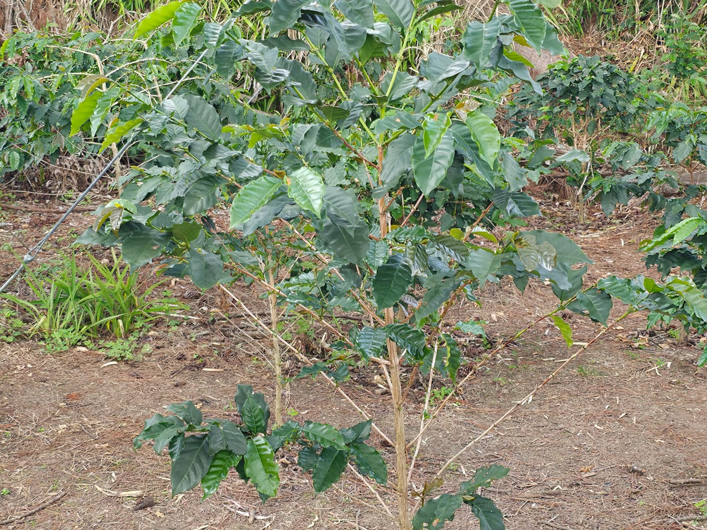 Young coffee plants in red soil at a Blue Mountain farm in Jamaica