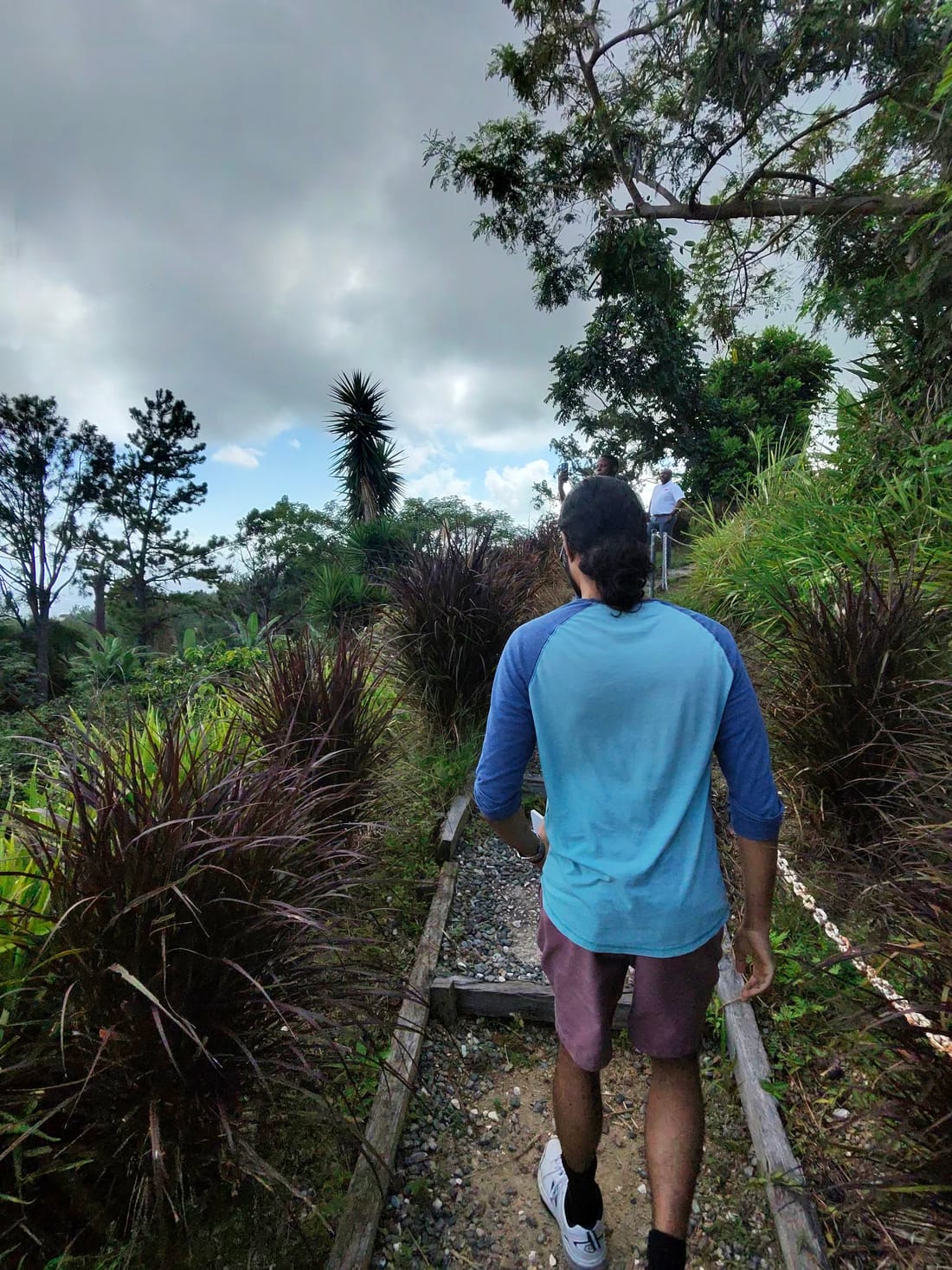 A Rubia Reserve founder walking a coffee estate in Jamaica's Blue Mountains